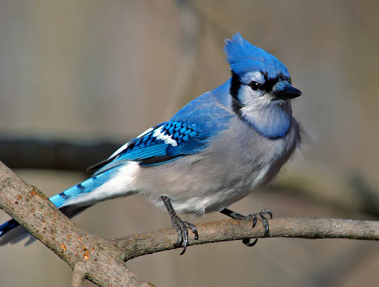 1024px-cyanocitta_cristata_blue_jay.jpg