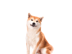 doggo2-0.png