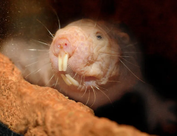 naked-mole-rat.jpg