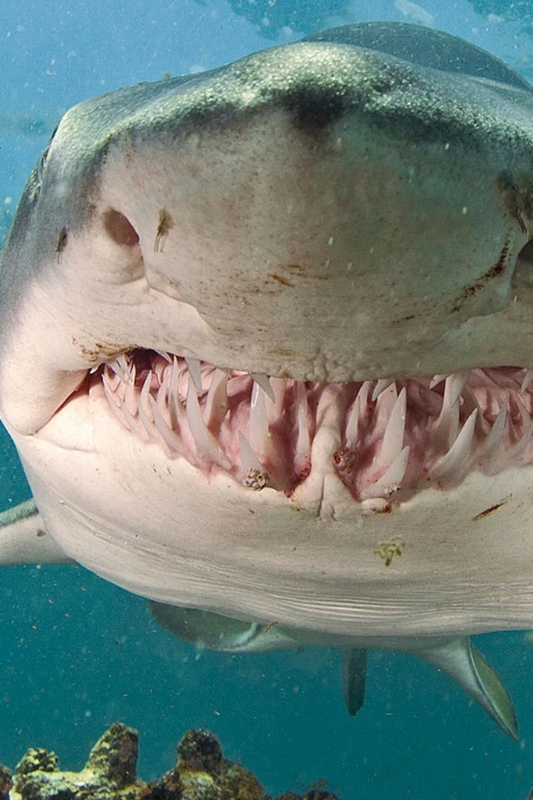 sand-tiger-shark-close-teeth_2x3_compressed7786895646668097517.jpg