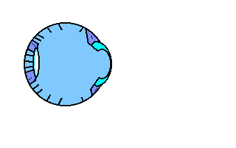 anatomy_of_krisrot_eyes.png