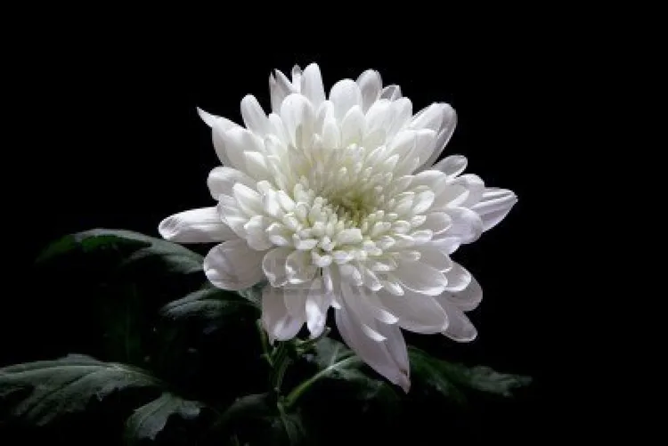 chrysanthemum-white-photo.jpg