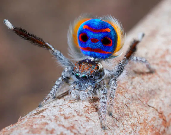 maratus-speciosus-peacock-spider-jpg1377103116.jpg maratus-speciosus-peacock-spider-jpg1377103116.jpg
