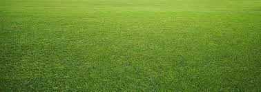 wallpaper-of-grass.jpg