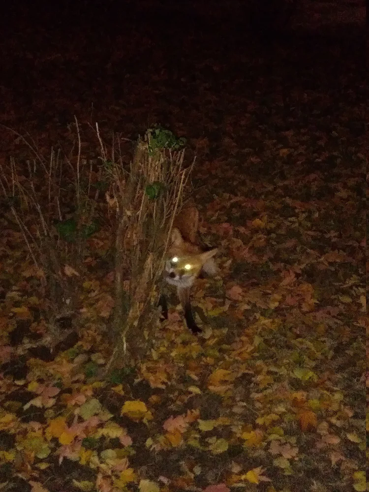 20231029_190805_compressed6014284865106213845.jpg 20231029_190805_compressed6014284865106213845.jpg