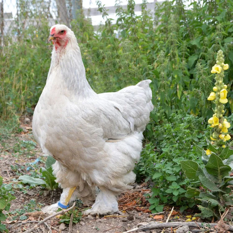 jersey-giant-hen-min.jpg