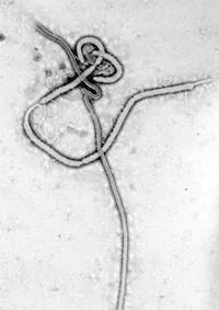 ebola_virus_em.jpg