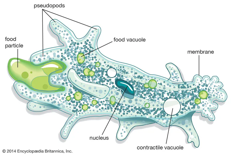 amoeba_diagram.jpg