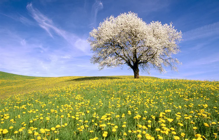 dandelion-meadow.jpg