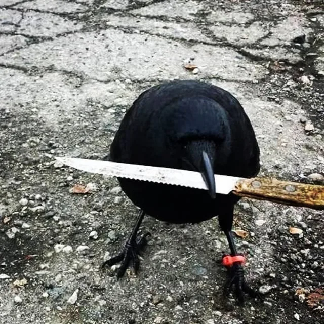 soy-un-cuervo-con-cuchillo-v0-hkk92m0tx4ob1.jpg