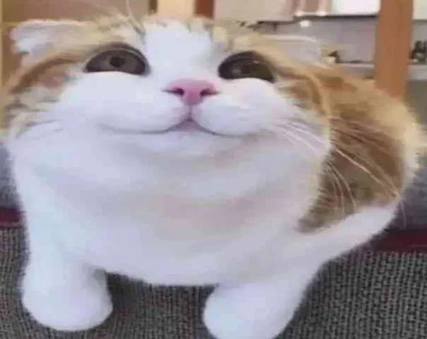 happy_kitty.webp