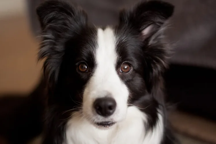 border-collie-charakter-1024x683.jpg border-collie-charakter-1024x683.jpg