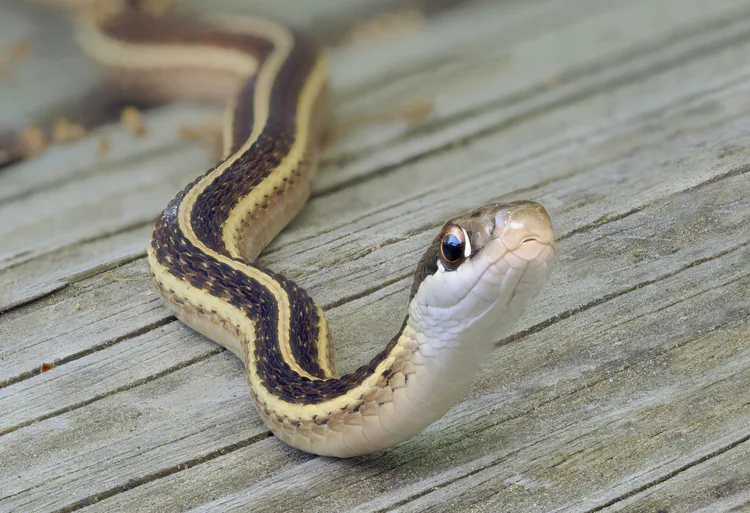 ribbon-snake.jpg