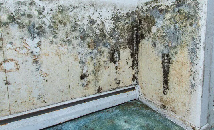 mold-on-walls.jpg