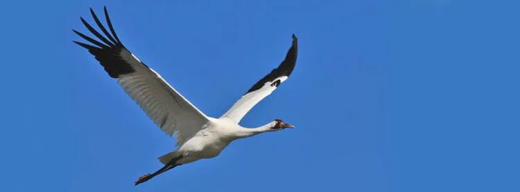 whooping-crane-in-sky-for-upload-768x285-244315845.jpg