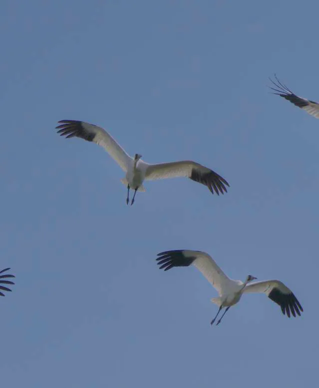 events_whooping_crane_festival_cranes_in_lamar_2_3_dcf21a3a-bae1-4a15-bc59-a0e125cab716.jpg