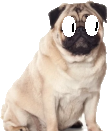 pug_but_scared.png