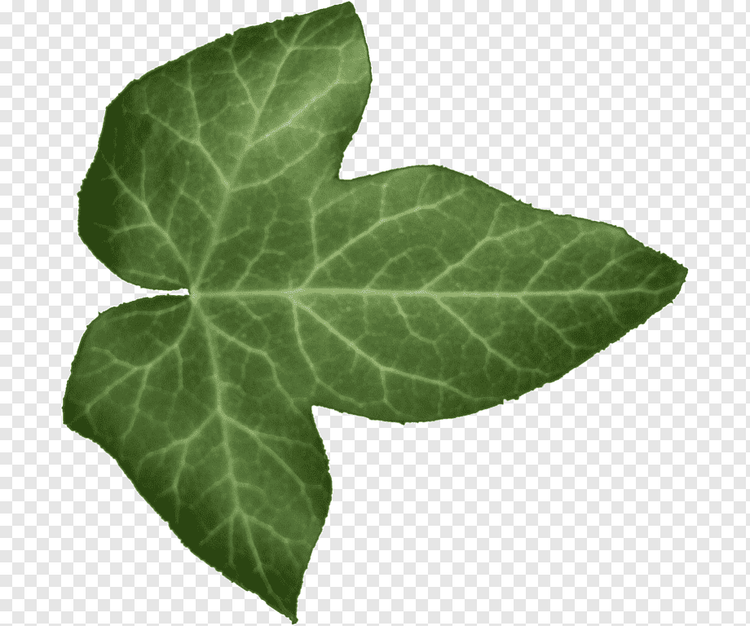 png-transparent-common-ivy-leaf-alpha-compositing-leaf-3d-computer-graphics-root-textur.png