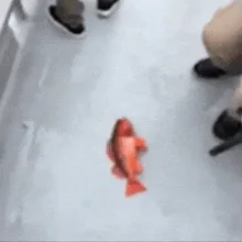 fish-on-floor.gif