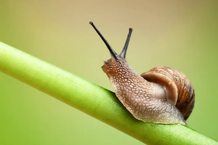 snail.webp