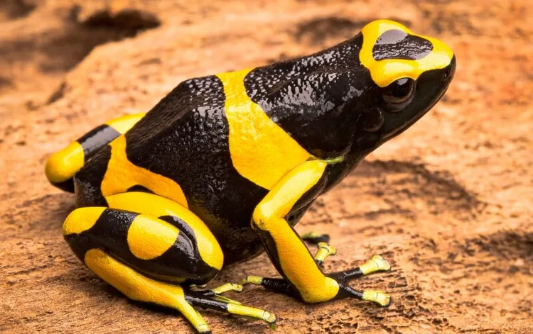 frog-yellow-banded.jpg