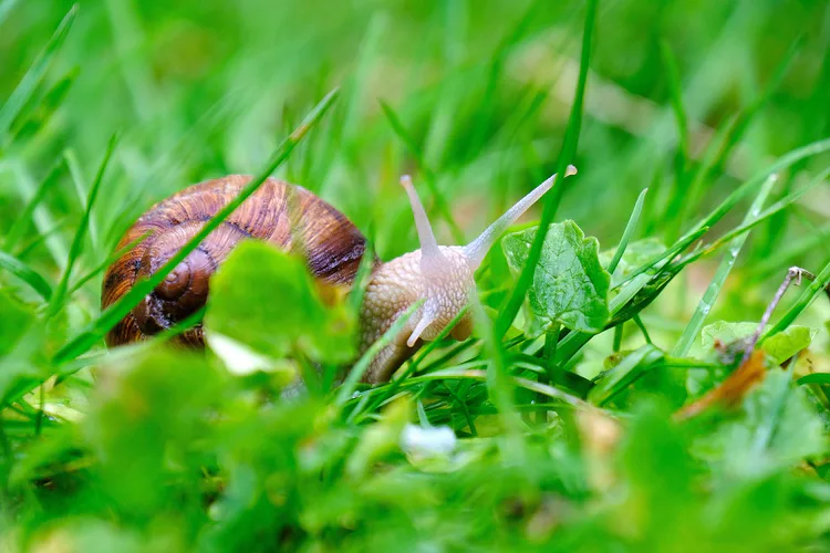 snail.png snail.png