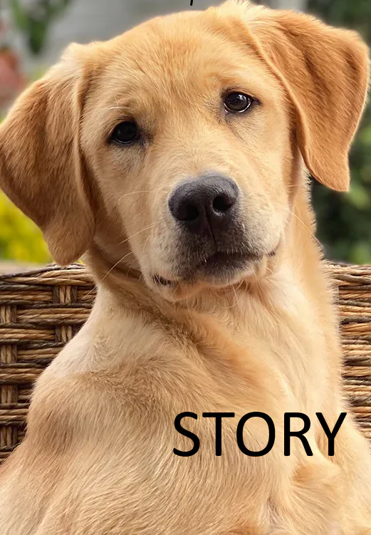 story_sabaka.png story_sabaka.png