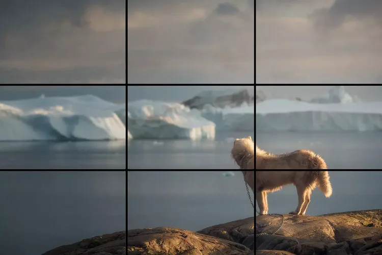 greenland-husky-rule-of-thirds.webp