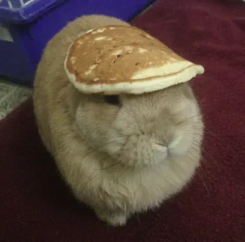bunny.png