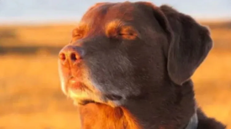 dog_holding_his_emotions.png