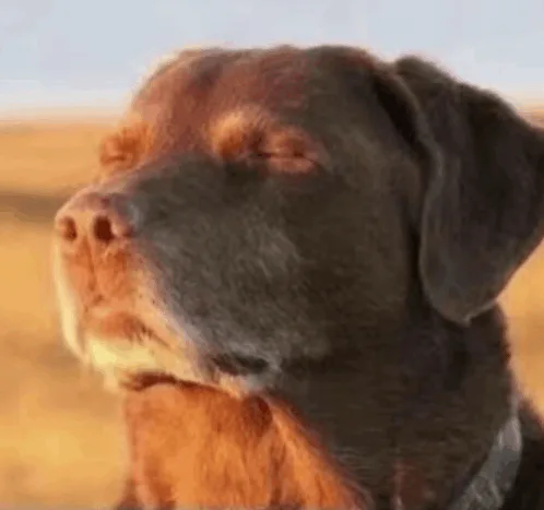 dog-meme.png dog-meme.png