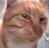 doggie.png doggie.png