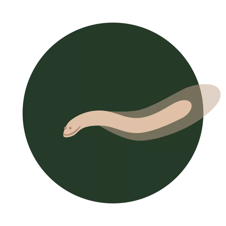 pictureat4x.webp