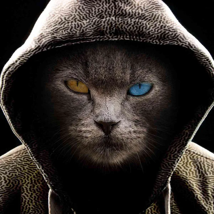cat.png cat.png