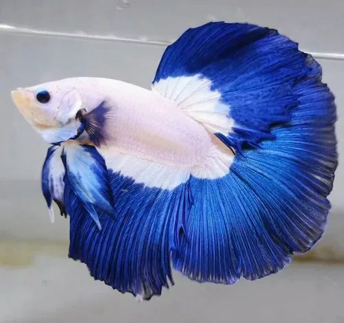 betta-fish-500x500.webp betta-fish-500x500.webp