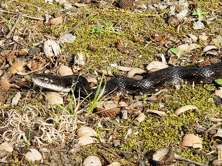 rat-snake-1.jpg