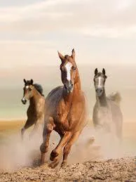 img_0014.jpg img_0014.jpg