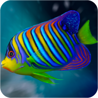 04_royal_angelfish_icon.png