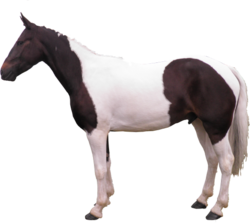 cowhorse.png