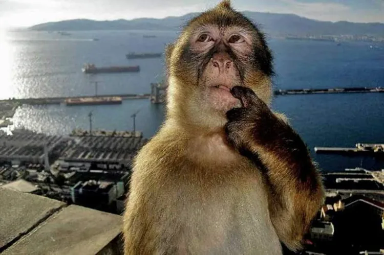 the-original-image-of-the-monkey-thinking-meme-v0-g5bpdf8smaaf1.webp the-original-image-of-the-monkey-thinking-meme-v0-g5bpdf8smaaf1.webp