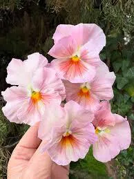 img_7644.jpg img_7644.jpg