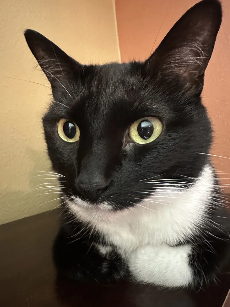 evil_moomoo.jpg evil_moomoo.jpg