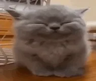 fluffball.png fluffball.png