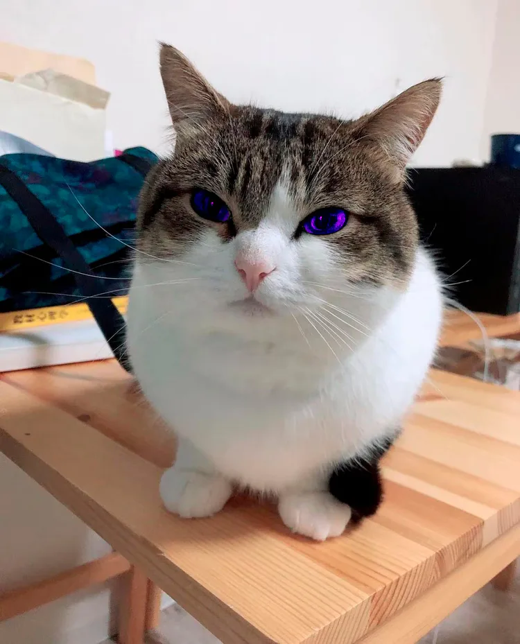 gato_ojos_morados.png