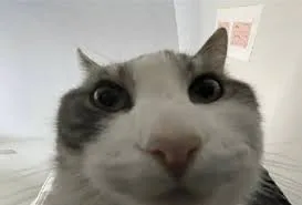 image.png image.png