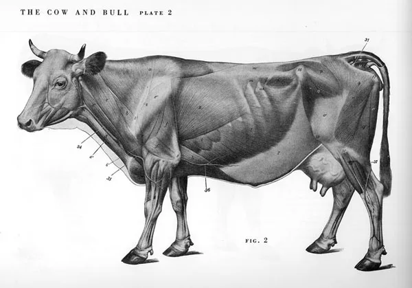 cowflayed.jpg cowflayed.jpg
