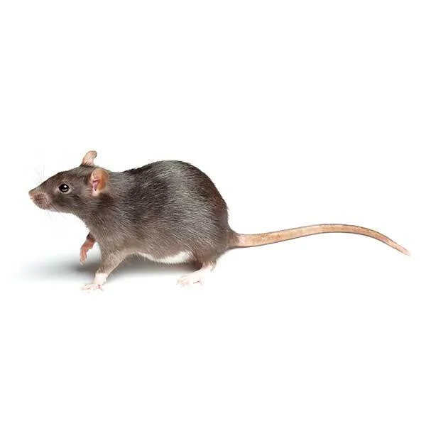norway-rat-on-white.jpg