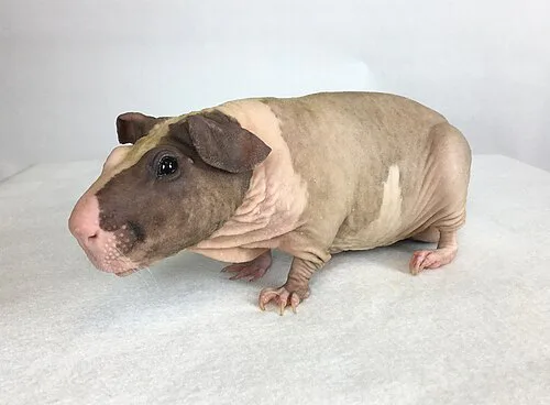 baldwin_guinea_pig_adult_male.jpg baldwin_guinea_pig_adult_male.jpg