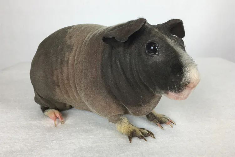 skinny_pig_adult_female.jpg skinny_pig_adult_female.jpg