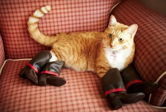 good-lookin-cat-boots.jpg